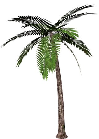 A palm tree illustration